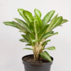 Aglaonema Hijau | Chinese Evergreen