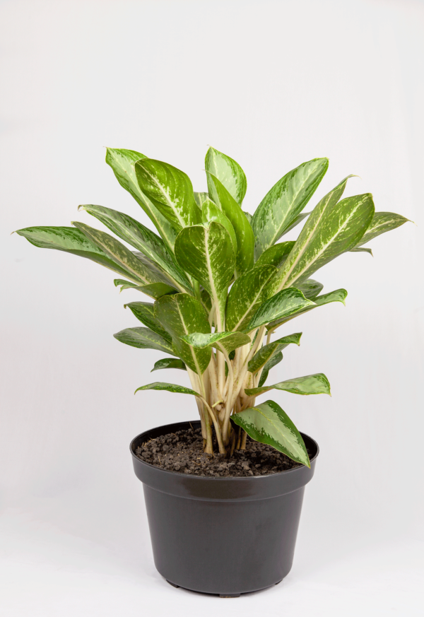 Aglaonema Hijau | Chinese Evergreen