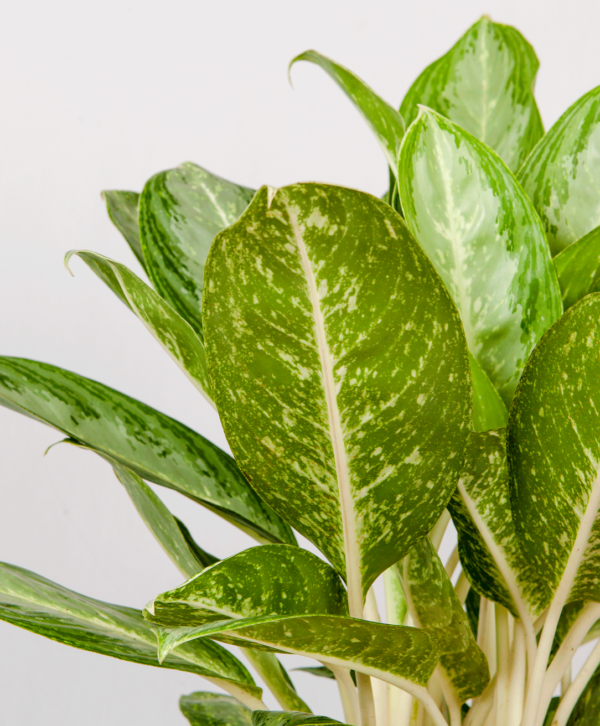 Aglaonema Hijau | Chinese Evergreen