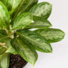 Aglaonema Hijau | Chinese Evergreen