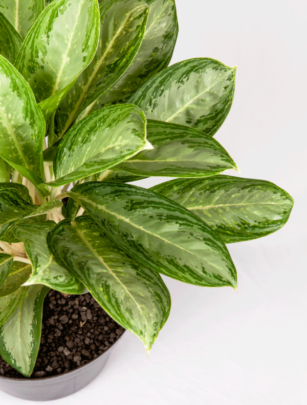 Aglaonema Hijau | Chinese Evergreen