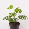 Monstera Borsigiana | Swiss Cheese Plant