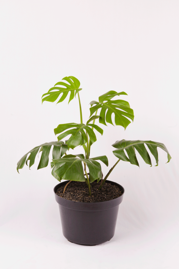 Monstera Borsigiana | Swiss Cheese Plant