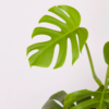 Monstera Borsigiana | Swiss Cheese Plant