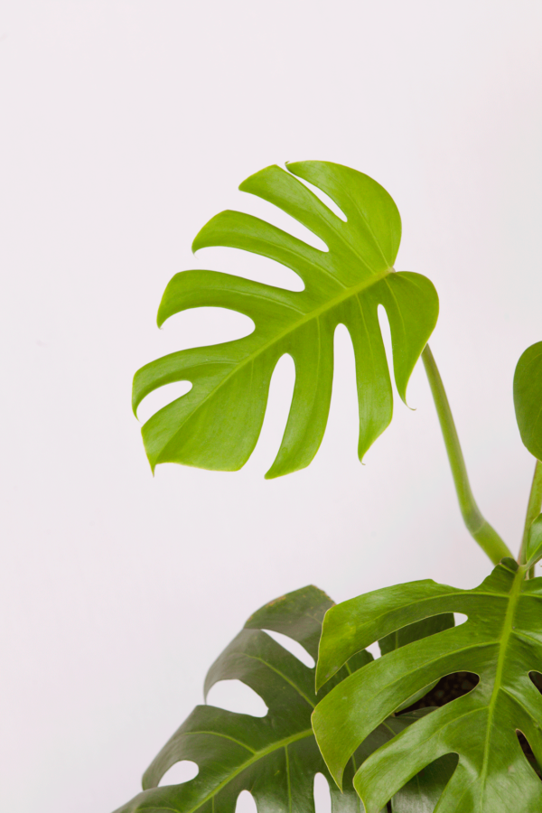 Monstera Borsigiana | Swiss Cheese Plant