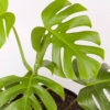 Monstera Borsigiana | Swiss Cheese Plant