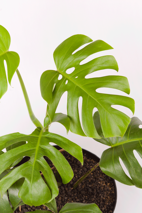 Monstera Borsigiana | Swiss Cheese Plant