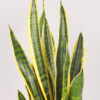 Lidah Mertua | Sansevieria Trifasciata Laurentii