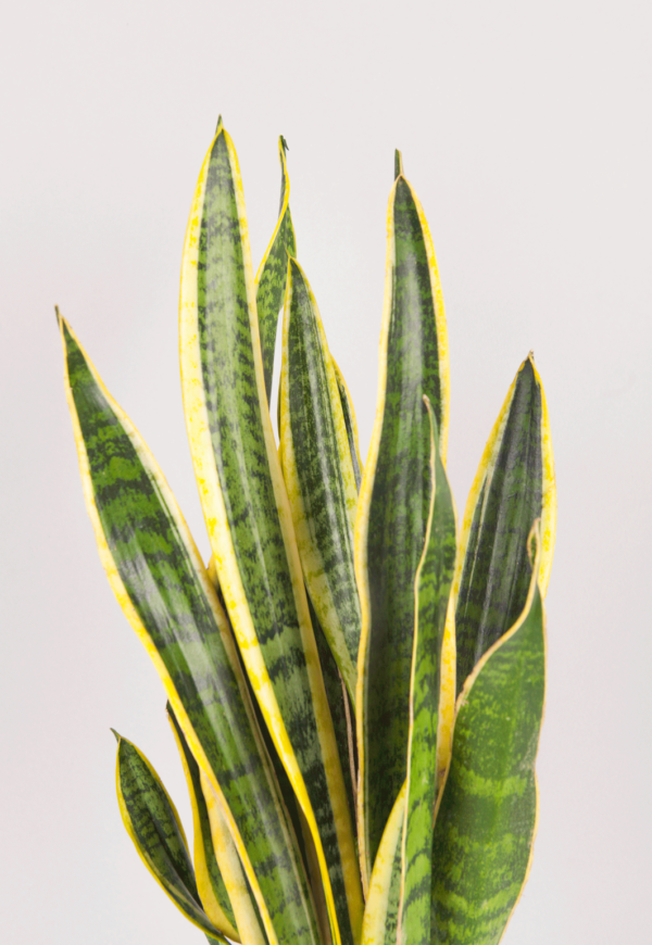 Lidah Mertua | Sansevieria Trifasciata Laurentii