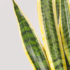 Lidah Mertua | Sansevieria Trifasciata Laurentii