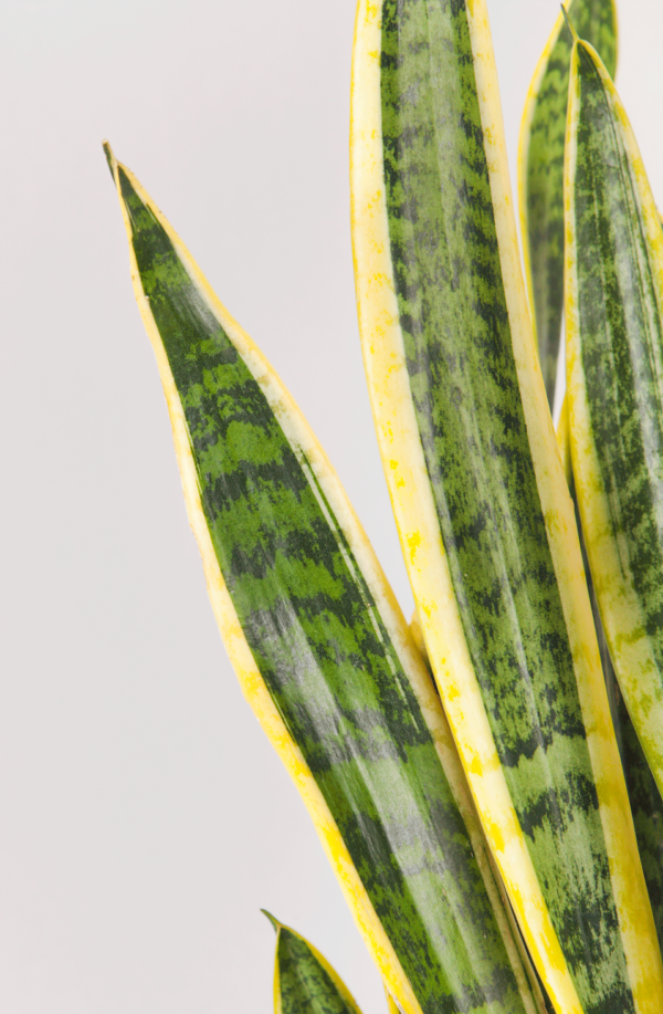 Lidah Mertua | Sansevieria Trifasciata Laurentii