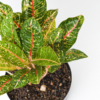 Aglaonema Donna Carmen | Chinese Evergreen