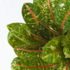 Aglaonema Donna Carmen | Chinese Evergreen