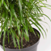 Dracaena Belut | Dragon Plant