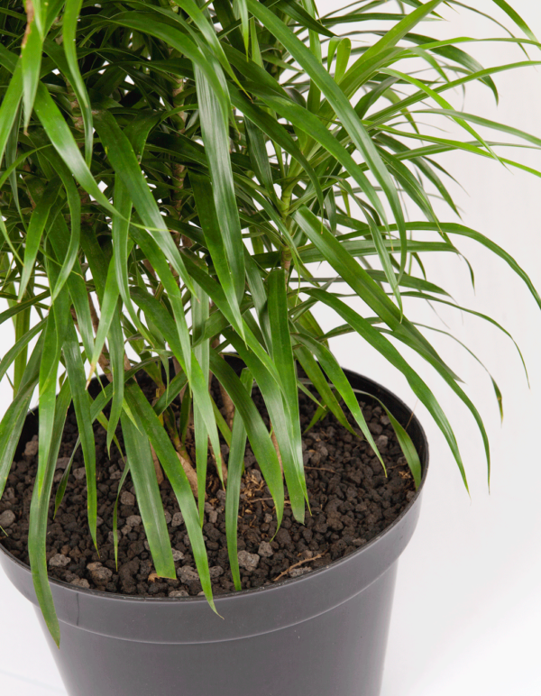 Dracaena Belut | Dragon Plant