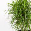 Dracaena Belut | Dragon Plant