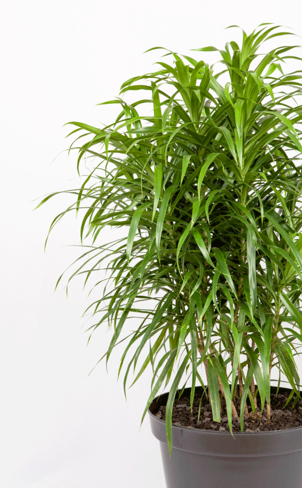 Dracaena Belut | Dragon Plant