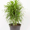 Dracaena Belut | Dragon Plant