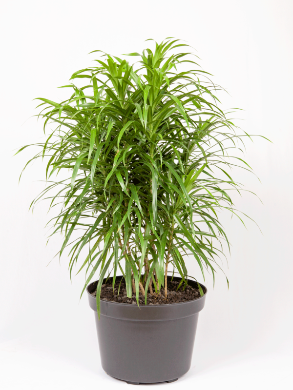 Dracaena Belut | Dragon Plant