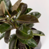 Ficus Karet | Rubber Plant