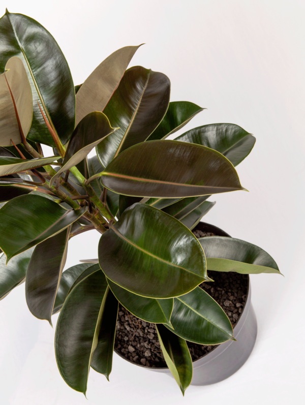 Ficus Karet | Rubber Plant