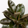 Ficus Karet | Rubber Plant