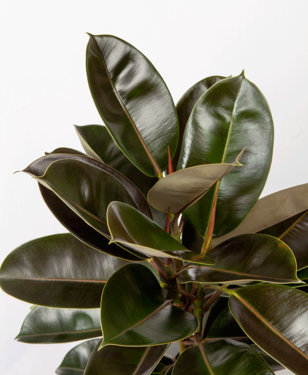 Ficus Karet | Rubber Plant