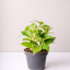 Sirih Gading | Pothos