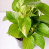Sirih Gading | Pothos