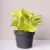 Sirih Gading | Pothos