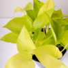 Sirih Gading | Pothos