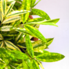 Bambu Jepang Variegata | Gold Dust Dracaena