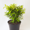 Bambu Jepang Variegata | Gold Dust Dracaena