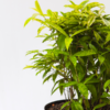 Bambu Jepang Variegata | Gold Dust Dracaena