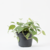 Philo Heartleaf | Heartleaf Philodendron