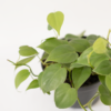 Philo Heartleaf | Heartleaf Philodendron