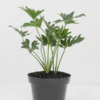 Philo Selloum | Lacy Tree Philodendron