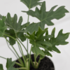 Philo Selloum | Lacy Tree Philodendron