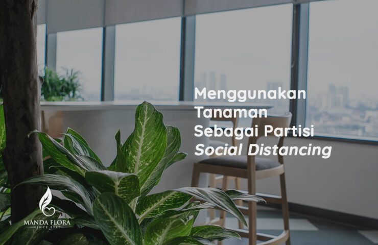 tanaman sebagai partisi social distancing