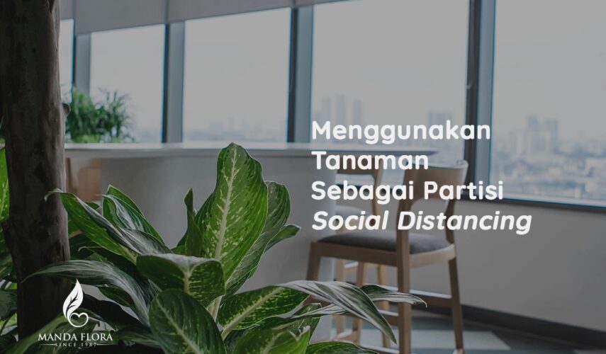 tanaman sebagai partisi social distancing