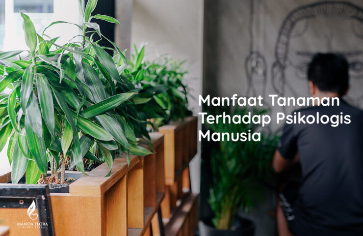 manfaat tanaman kepaa psikologis manusia