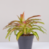 Bromel Tricolor | Blushing Bromelia