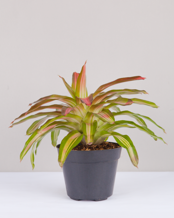 Bromel Tricolor | Blushing Bromelia