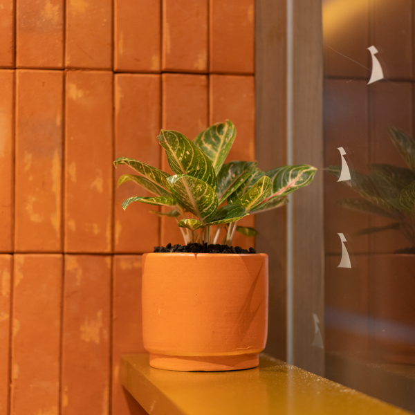 Aglaonema Donna Carmen | Chinese Evergreen