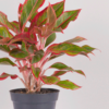 Aglaonema Lipstik | Red Chinese Evergreen