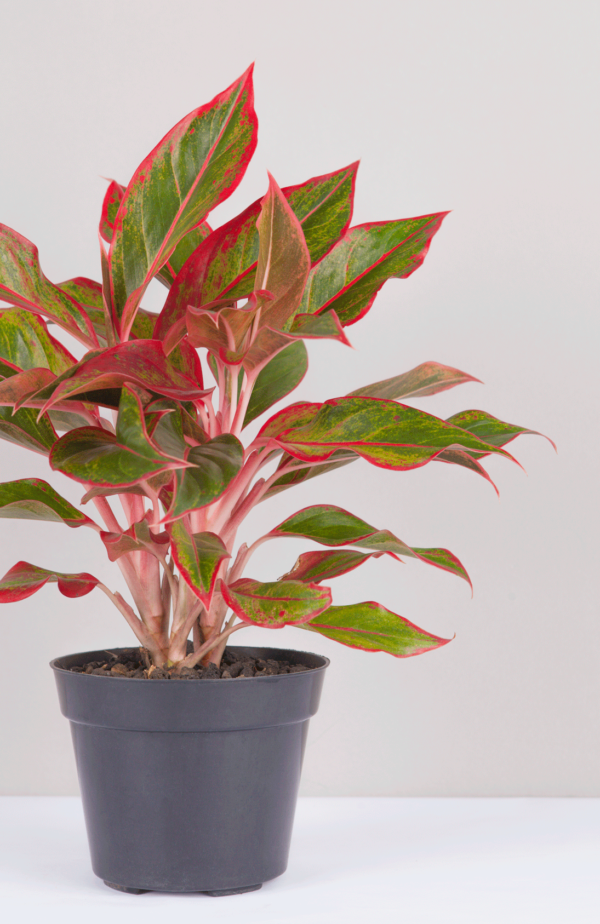 Aglaonema Lipstik | Red Chinese Evergreen