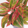Aglaonema Lipstik | Red Chinese Evergreen