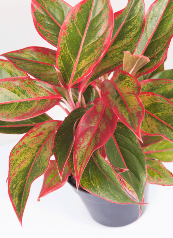 Aglaonema Lipstik | Red Chinese Evergreen