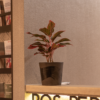 Aglaonema Lipstik | Red Chinese Evergreen