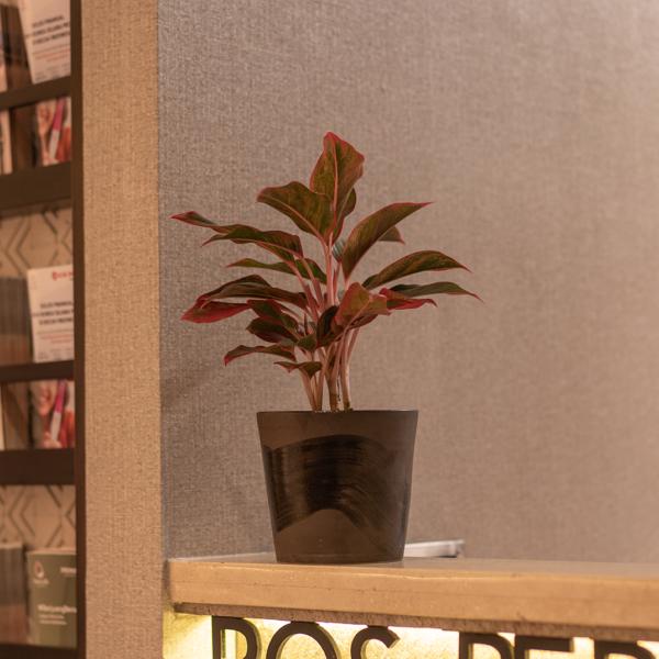 Aglaonema Lipstik | Red Chinese Evergreen